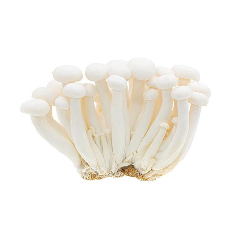 Seafood Mushroom 1pk