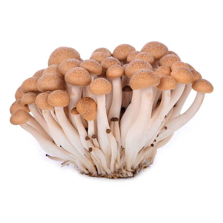 Willow Mushroom 1pk